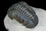 Reedops Trilobite - Foum Zguid, Morocco #177339-3